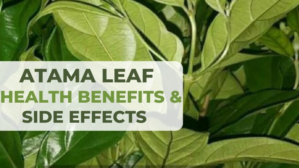 Atama Leaf: Health Benefits & Side Effects of Bush Apple Leaves