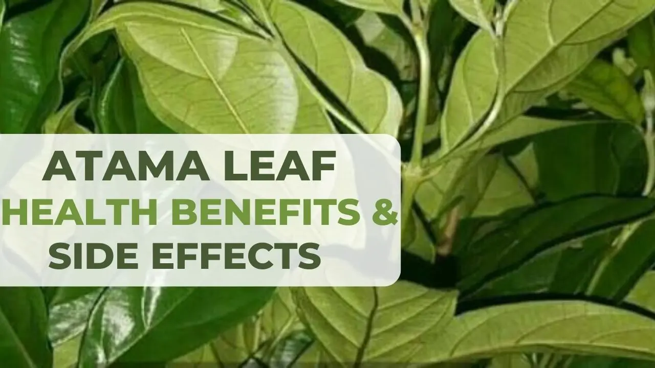 Atama Leaf: Health Benefits & Side Effects of Bush Apple Leaves