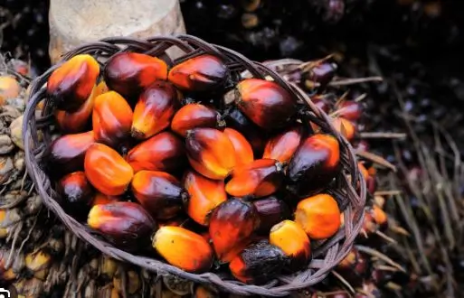 Banga Soup: All You Need To Know About Palm Nut Soup