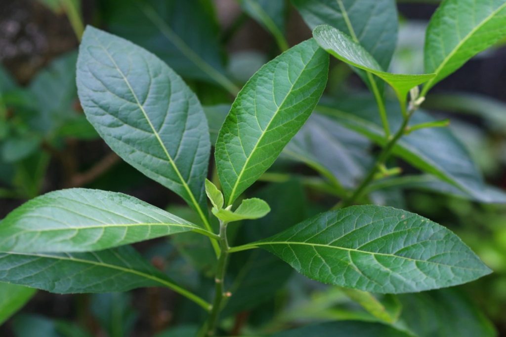 Bitter leaf: Health Benefits & Side Effects of Onugbu Leaf