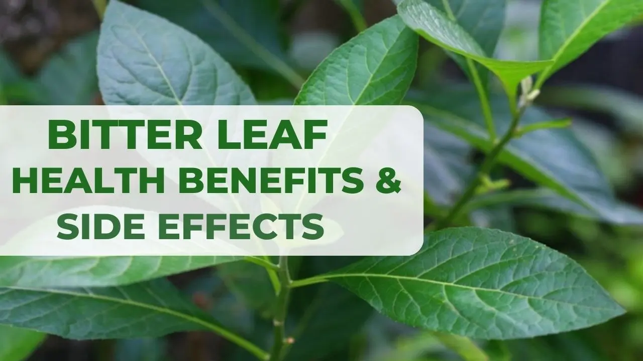 Bitter leaf: Health Benefits & Side Effects of Onugbu Leaf