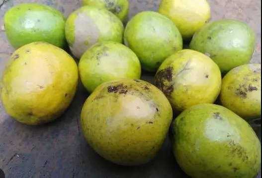 Bush Mango Seed: Health Benefits & Side Effects of Ogbono Seed