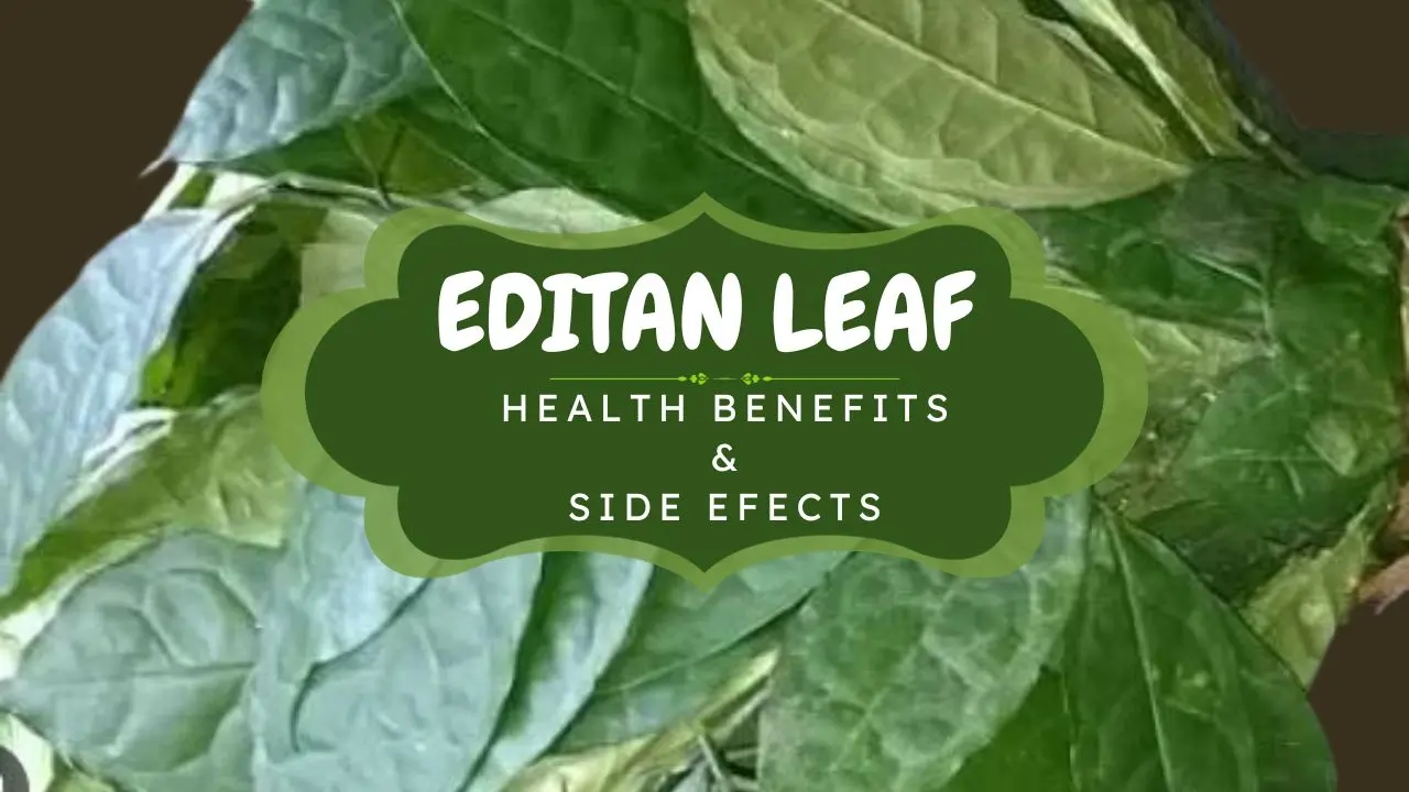 Editan Leaf: Health Benefits & Side Effects of Lasianthera Africana Leaf