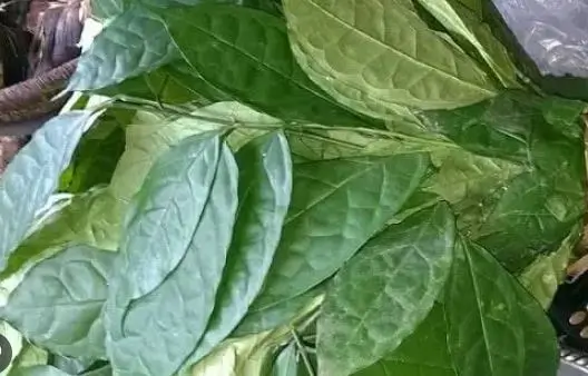 Editan Leaf: Health Benefits & Side Effects of Lasianthera Africana Leaf
