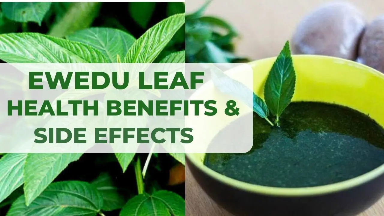 Ewedu Leaf: Health Benefits and Side Effects of Jute Leaf