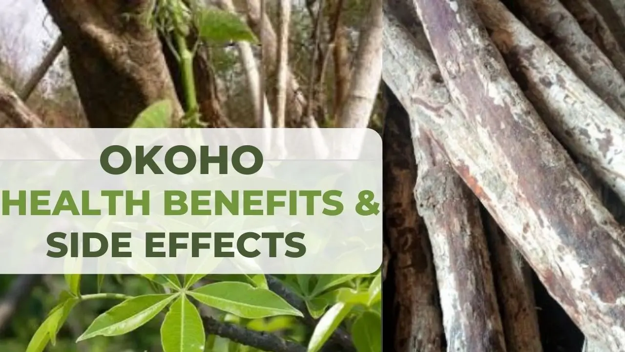 Okoho Stem: Health Benefits & Side Effects of Cissus Populnea