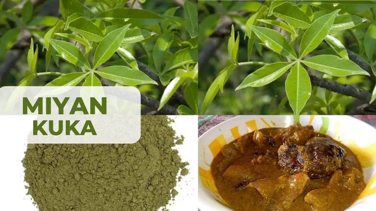 Miyan Kuka: All You Need To Know About Baobab Leaves Soup