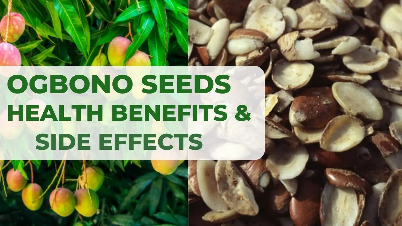 Bush Mango Seed: Health Benefits & Side Effects of Ogbono Seed
