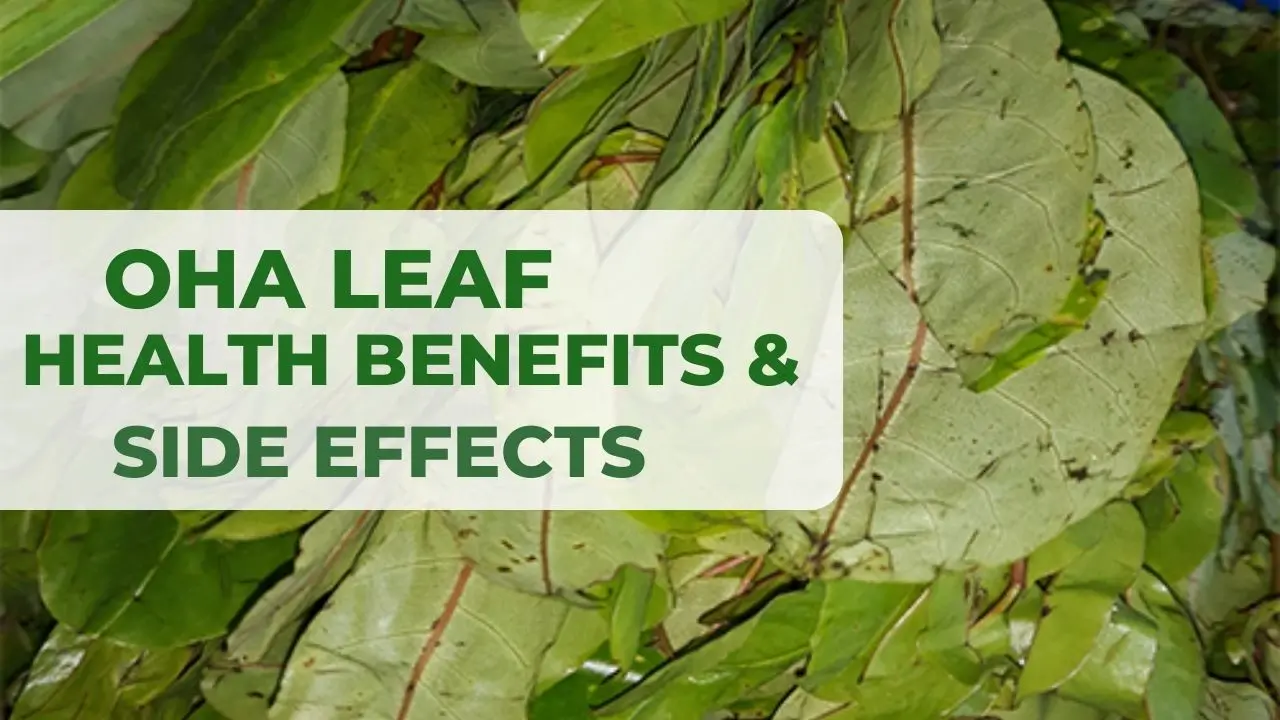 Oha Leaf: Health Benefits & Side Effects of Africa Rosewood