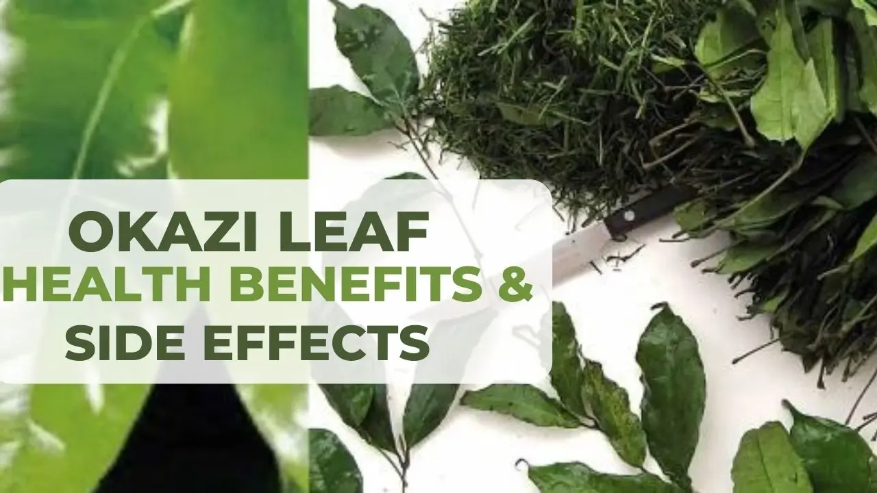 Okazi Leaf: Health Benefits & Side Effects of Wild Spinach Leaf