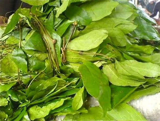 Okazi Soup: All You Need To Know About Wild Spinach