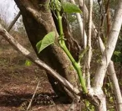 Okoho Soup: All You Need to Know About Cissus populnea