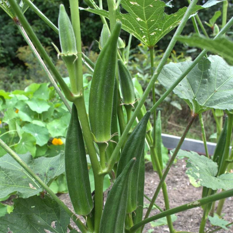 Okra: Health Benefits & Side Effects of Okro