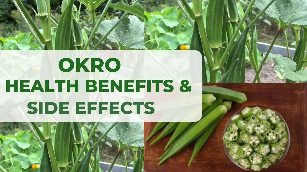 Okra: Health Benefits & Side Effects of Okro