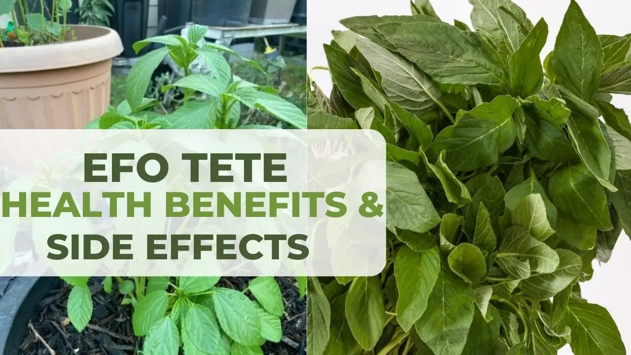 Efo Tete: Benefits & Side Effects of Nigerian Amaranth Leaf